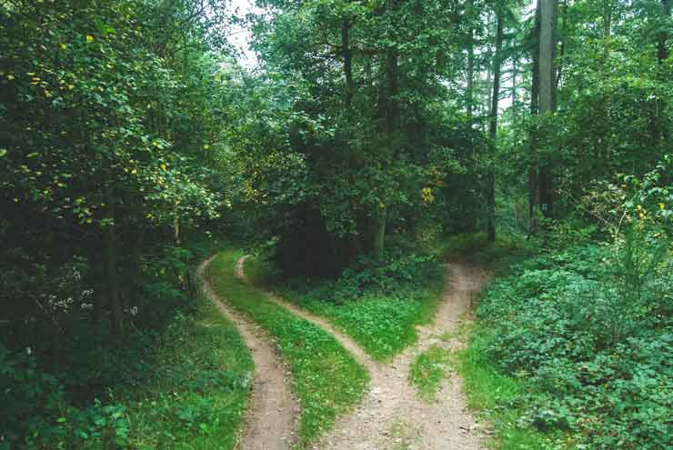 Parm's Yoga | Personal Growth | The 4-Step Failproof Method to Making the Best Decisions in Life and Business two diverging paths